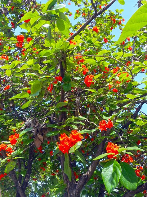 A true delight to the eyes. Orange Geiger Tree (sebestena cordia) - Urban Tropicals