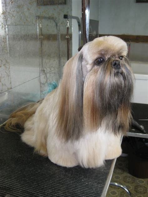 20 Adorable Shih Tzus With Stunning Haircuts Hairstylecamp