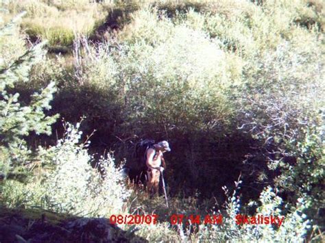 Trail Cam Bloopers Funny And Unusual Trail Cam Photos From Our 2008