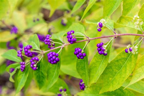 How To Grow And Care For Beautyberry Shrub