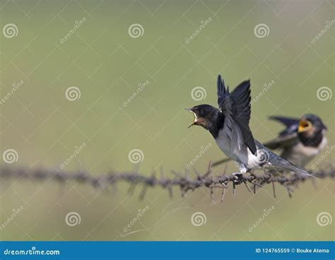 Juvenile Barn Swallow Hirundo Rustica Perched On Barbed Wire Waiting To Get Fed Stock Image