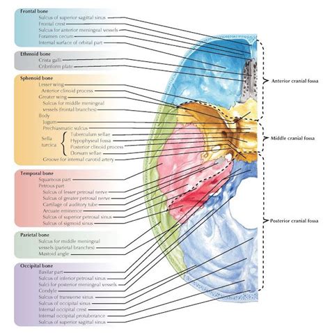 Pin On Neuroanatomy