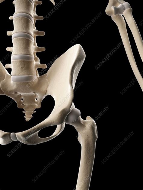 Human Hip Bones Illustration Stock Image F0126916 Science Photo