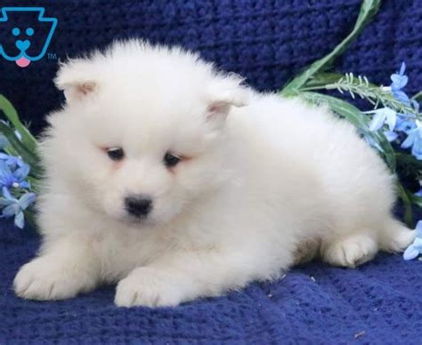 Samoyed Puppies For Sale Puppy Adoption Keystone Puppies