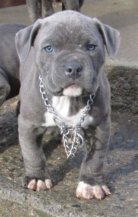 My 7 Week Old Blue Nose Pitbull Blue Nose Pitbull Pitbull Puppies