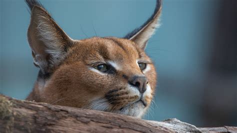 1920x1080 1920x1080 Caracal Wallpaper For Computer Coolwallpapersme