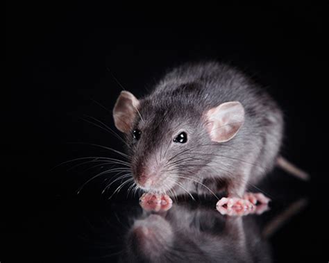 The absolute minimum requirement to play pest control is level 40 combat. Mole and Pest Control | Pest control cardiff, pest control ...