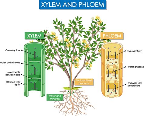 Diagram Showing Xylem And Phloem Plant 19851583 Vector Art At Vecteezy
