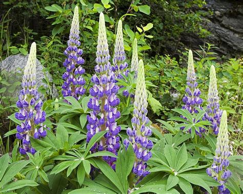 Lupines Leaves Purple Green Flower Nature Trees Hd Wallpaper