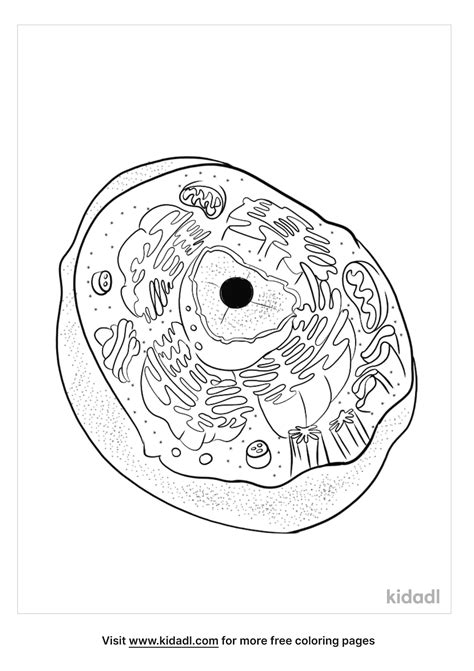 Animal Cell Coloring Key Sketch Coloring Page