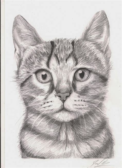 37 Cat Drawing In Pencil Aleya Wallpaper
