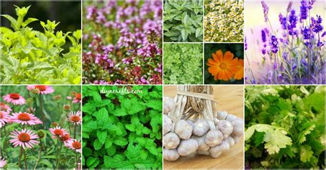 Healing Herbs To Plant In Your Herb Garden Theyre Tasty And