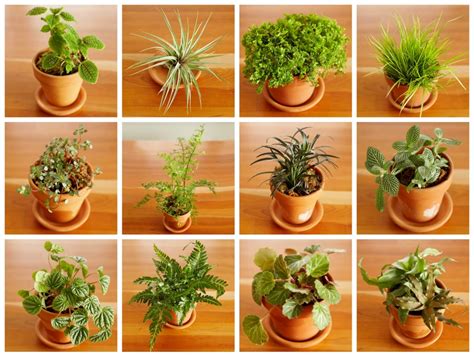 While golden pothos vine may look pedestrian as a houseplant, it can look fabulous in a terrarium. Terrarium Suitable For Ornamental And Education |MyRokan