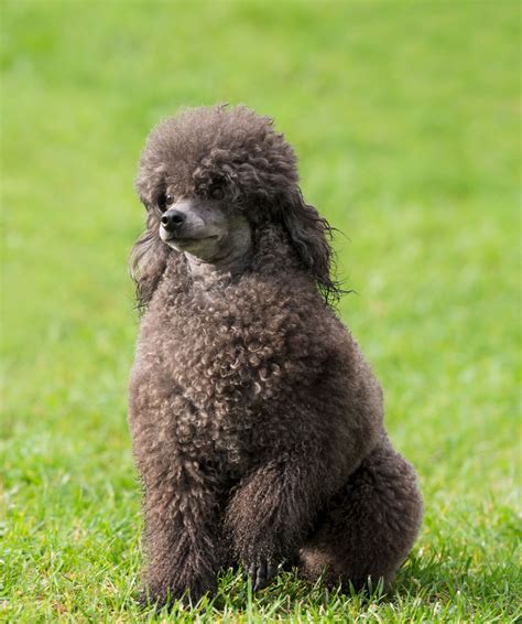 Females available 9 weeks old. How to Care for a Toy Poodle - DogAppy