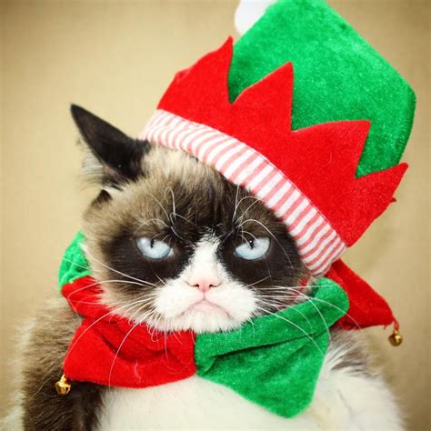 Have A Very Grumpy Christmas Grumpy Cat Christmas Grumpy Cat