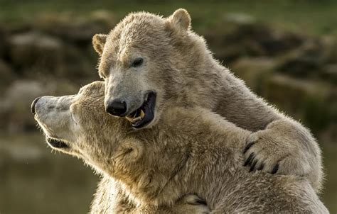 Wallpaper Bears Polar Bears Hugs Polar Bears Two Bears Images For