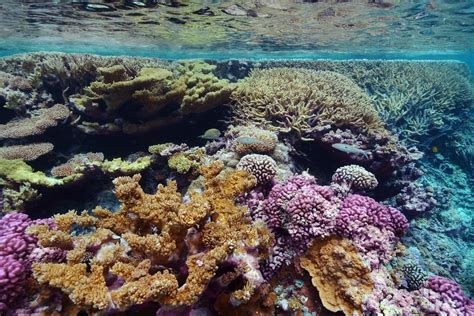 Breathing Coral Reefs