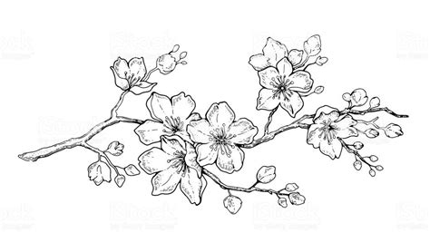 Outline Simple Cherry Blossom Drawing Best Tattoo Ideas