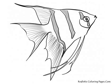 Ocean Animals Drawing at PaintingValley.com | Explore collection of
