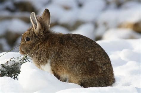 Do Rabbits Hibernate During Winter And Cold Days Rabbit Care Blog