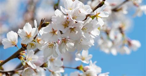 White Cherry Blossom Tree · Free Stock Photo