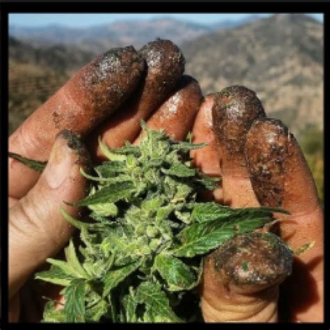 Conoce Las Diferencias Entre Hachís Y Marihuana Descubre Más Grow Blog
