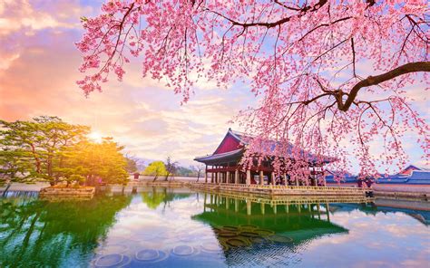 Wallpaper : nature, trees, South Korea, cherry blossom, reflection ...