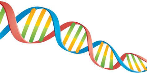Dna Png Transparent Dna Png Clipart Full Size Clipart 741658