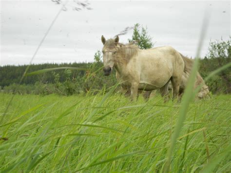 Animal and Plant Interactions – The Polaris Project
