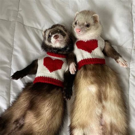 14 Of The Best Ferret Costumes Weve Seen So Far Ferret Voice