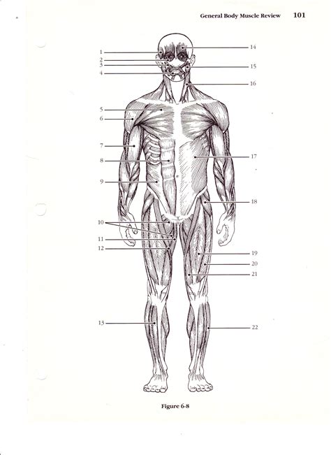 Human Body Muscles Diagram Without Labels - Diagram Media