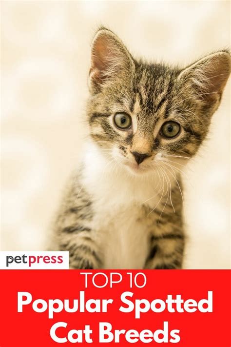 10 Most Popular Spotted Cat Breeds That Are Unique And Cute