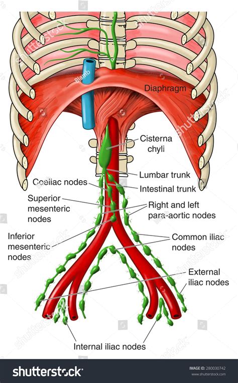 Abdominal Lymph Nodes Iliac Nodes Cisterna Stock Illustration 280030742