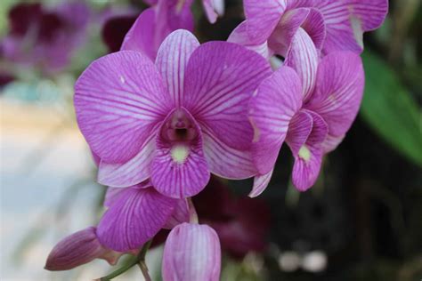 Types Of Orchids In Thailand Thinglish Lifestyle
