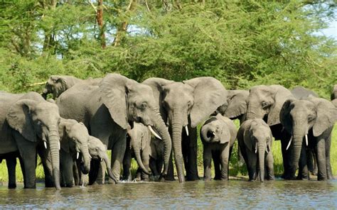 Wildlife Conservation Groups Are Working Together To Translocate 250