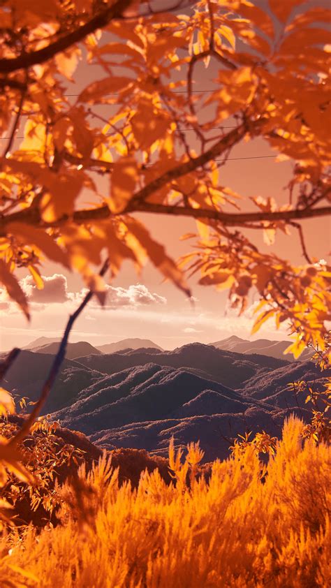 2160x3840 Mountains View Between Autumn Tree Branches 5k Sony Xperia X