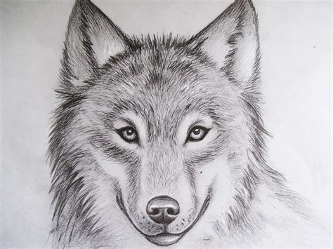 Drawings Wolf Clip Art Library