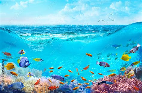 Colorful Tropical Fish In Coastal Waters Animals Of The Underwater Sea