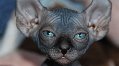 5 Rare Cat Breeds Youve Probably Never Heard Of Rarest