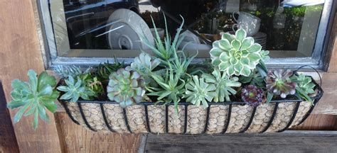 Succulents In Window Boxes Tended