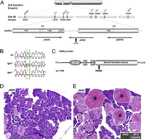 Positional Cloning Of The Tgct Mutant Locus A Position Of The Tgct