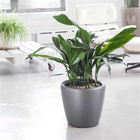 40 Best Indoor Plants That Dont Need Sunlight Joyful Derivatives