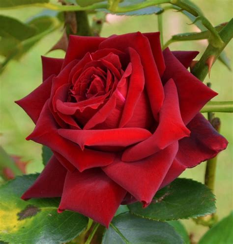 Red Rose Flower · Free Photo On Pixabay
