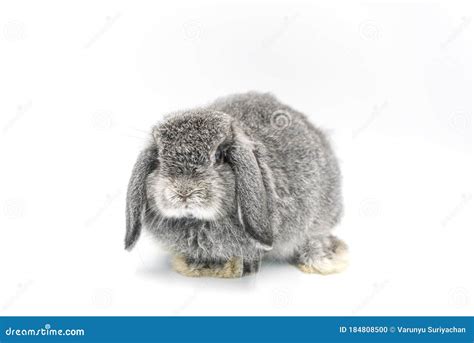 Rabbit Sleep On Ground Bunny Pet Stock Photo Image Of Background