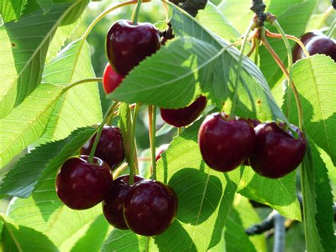 Stella Cherry — Montana Fruit Tree Company