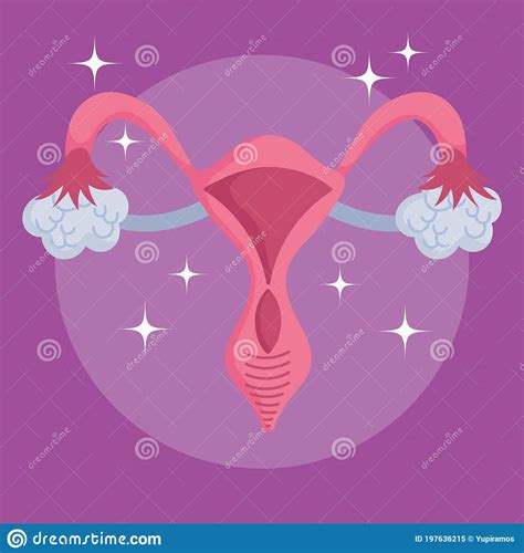 Female Human Reproductive System Medical Scheme Organ Stock Vector Illustration Of Organs