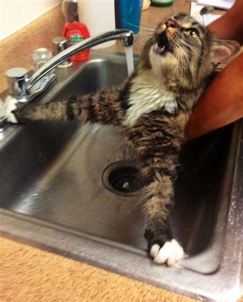 50 Over Dramatic Cats Who Deserve An Oscar Cats Cat Bath Cat Care