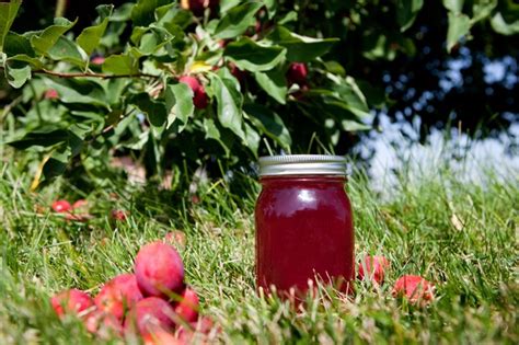 The Best Crab Apple Trees For Colour And Form Gardens Illustrated