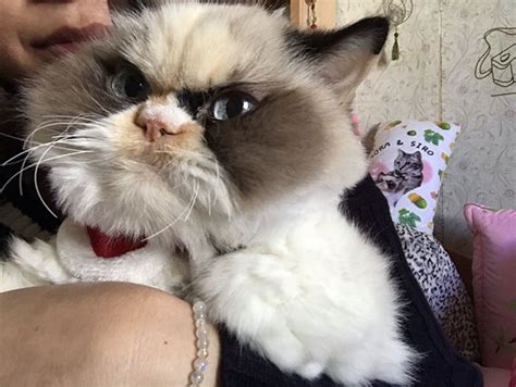 A Fluffy New Grumpy Cat Has Arrived