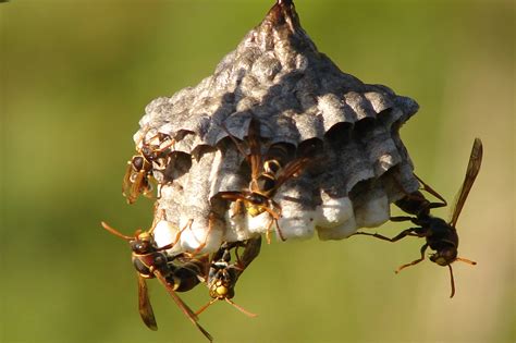 Paper Wasps Nest Polistes Humilis Sportsman Creek Conservation Area